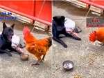 Chú chó tham ăn bị gà trống đạp đổ bát cơm