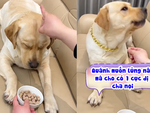 Chú chó giận dỗi khi bị ông chủ vừa cho ăn vừa đánh