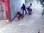 Thanh niên rải gạo dụ gà đến bắt trộm