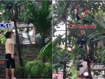 Cười sảng với màn cầm chày khảo cây mít ngày Tết Đoan ngọ