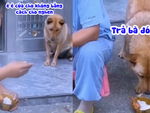 Chú chó lấy đùi gà trong tô của cô chủ khi bị cho ăn xương