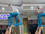 Mèo giúp cô chủ lấy quả cầu lông trên trần nhà siêu thuần thục
