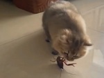 Khoảnh khắc cười nội thương với những chú mèo nghịch ngợm