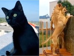 Những chú chó, mèo 'hóng chuyện' khi thấy hàng xóm cãi nhau