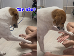 Chú chó chơi trò đoán vật khiến chủ há hốc mồm vì quá chính xác