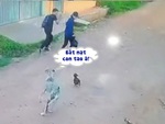 Hai thanh niên hù dọa chó con bị chó mẹ rượt chạy trối chết
