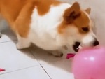 Chó Corgi tỉnh đòn khi chủ chơi khăm