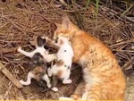 3 mẹ con mèo bị bỏ rơi bên lề đường được chàng trai cứu sống