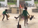 Gà trống bị ăn dép vẫn hổ báo