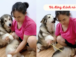 Chó mẹ một mực bảo vệ con khi bị sen dọa đánh
