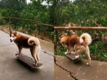 Chú chó trượt patin lao xuống mương vì không nhìn đường