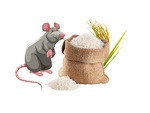 Câu tục ngữ, thành ngữ 'khó nhằn' này là gì? (P29)