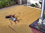 Hai mẹ con thay nhau 'vồ ếch' khi chạy xe trên sân lúa