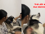 Chú chó đanh đá không thích phụ nữ đụng vào người