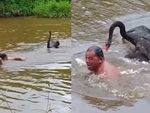 Người đàn ông ngụp lặn dưới sông khi bị thiên nga rượt
