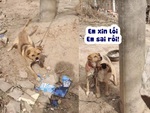 Chú chó hết hổ báo khi thấy chàng trai cầm viên gạch