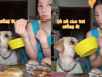 Chú chó cầm tô xin cô chủ đồ ăn