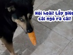 Chú chó răng dính bắp ngô, cầu cứu cô chủ mãi mới hiểu ý