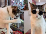 Chú mèo tự đeo kính râm siêu ngầu