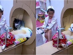 Bé gái đóng giả bác sĩ thú y chụp CT cho chó cưng bằng máy bìa cứng