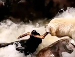 Chú chó dùng gậy cứu đồng bọn thoát chết khi bị nước cuốn trôi
