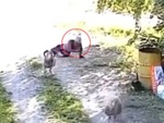 Người đàn ông bị dê húc ngã vì bắt nhường đường