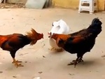 Gà trống bị ngan đánh tơi bời vì hỗn láo