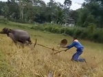 Chàng trai chạy ná thở khi đưa trâu ra ruộng đi cày