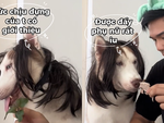 Chú chó cam chịu khi bị ông chủ troll