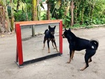 Chú chó đánh nhau với bóng mình trong gương