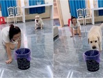 Cô chủ hướng dẫn chó cưng bỏ rác đúng chỗ
