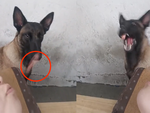 Chú chó đớp mồi bách phát bách trúng