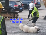 Cô chủ bất lực với hai chú cún nghịch ngợm