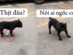 Những chú chó ngáo ngơ nhất hành tinh