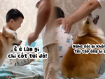 Chú chó corgi một mực bảo vệ cậu chủ nhỏ siêu đáng yêu