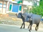Chú chó cưỡi trâu thong dong về nhà