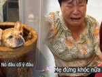 Cụ bà khóc nức nở vì chó cưng phá hư hũ tương ủ lâu ngày