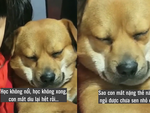 Chú chó buồn ngủ ríu mắt khi bị cô chủ ép học bài