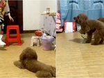 Chú chó nhảy lò cò trêu chọc cậu chủ bị bó bột