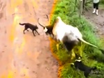 Hai con chó cố chấp bị bò cho ăn no đòn