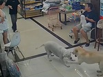 Hai chú chó nhún nhảy mừng rỡ sau lâu ngày gặp lại