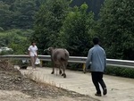 Trâu mừng rỡ chạy ra đường đón cô chủ đi làm xa về