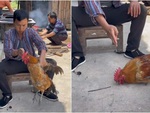 'Pháp sư' làm ảo thuật cho gà nằm im bằng một nét gạch thẳng