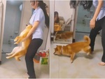 Chú chó sang chấn tâm lý khi cô chủ bế quay vòng tròn