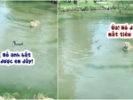 Chú hổ ngơ ngác khi bị vịt biến thành trò cười