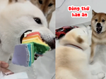 Chú cún nổi cáu vì bị đồng bọn ăn hết bánh ngon