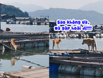 Chú mèo cay cú vì bị cún dọa té sông