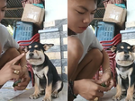 Cậu chủ mắng té tát cún con ham chơi bị ong đốt