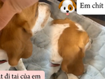 Những chú cún thông minh hiểu được tiếng người (P2)