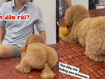 Chú cún phản ứng siêu hài khi bị chủ troll